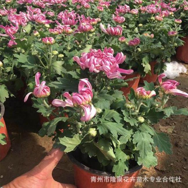 菊花苗几月份开花