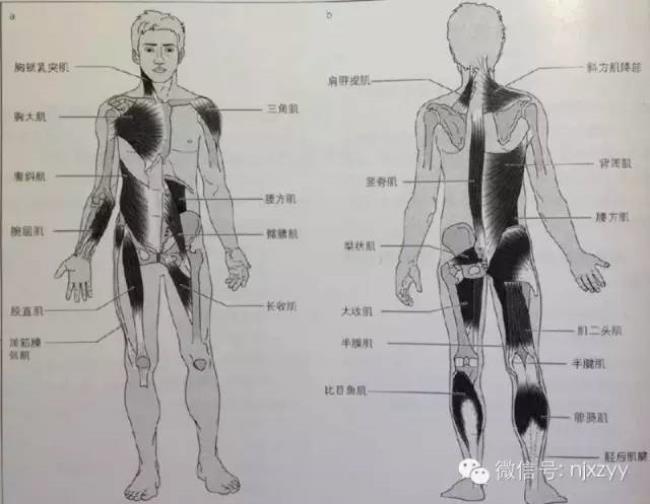 人类几种不同肌肉的特点