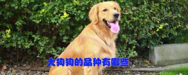 金毛能当牧羊犬吗