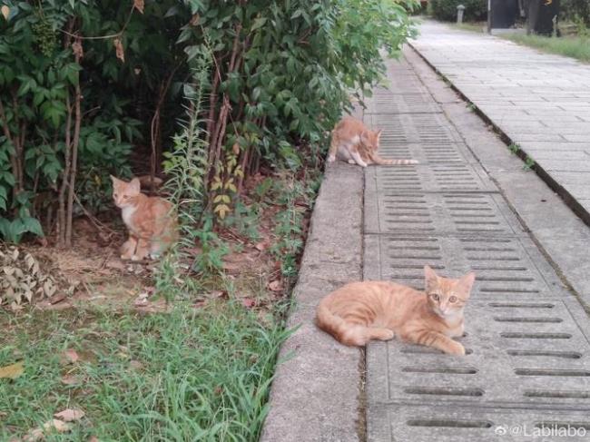 为什么野猫早上嗷呜叫