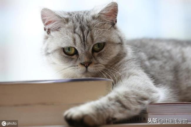 小猫为什么会突然不回家