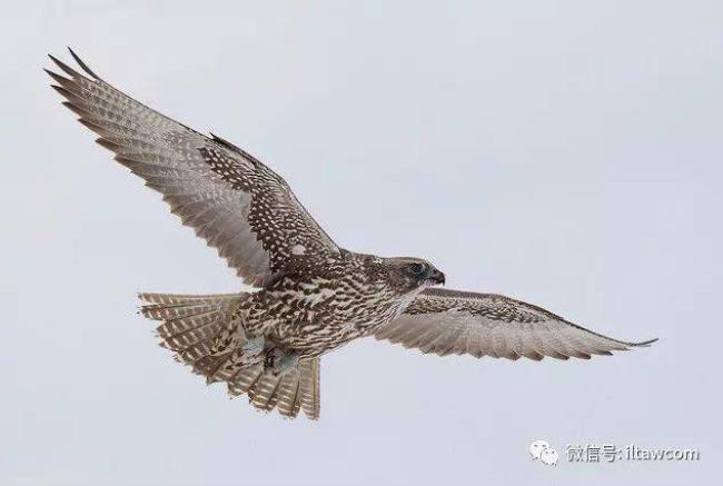 海东青是国家几级保护动物