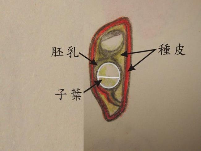 果实的结构中胚和胚乳的区别