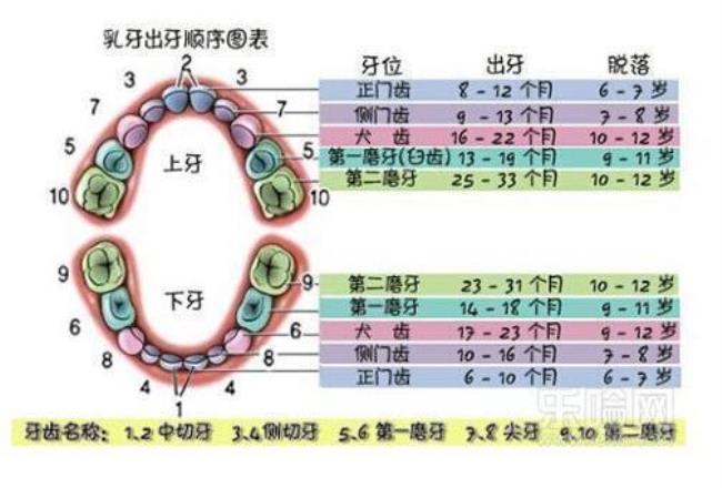 10岁小孩还长牙吗