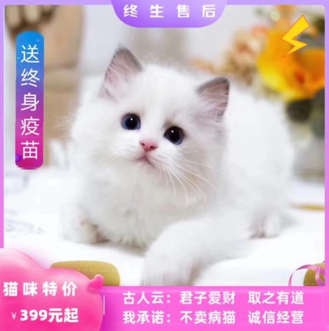 矮脚猫布偶猫喂养技巧大全