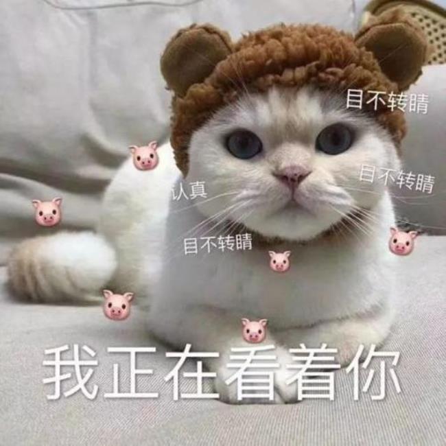 为什么说谈恋爱前先养猫