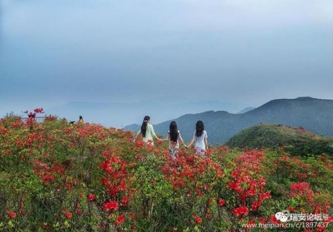 什么花开得满山遍野