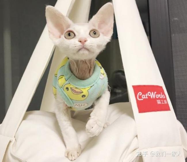 德文卷毛猫和暹罗哪个聪明