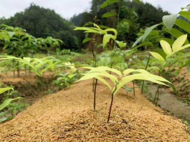 全国黄精种植面积有多大