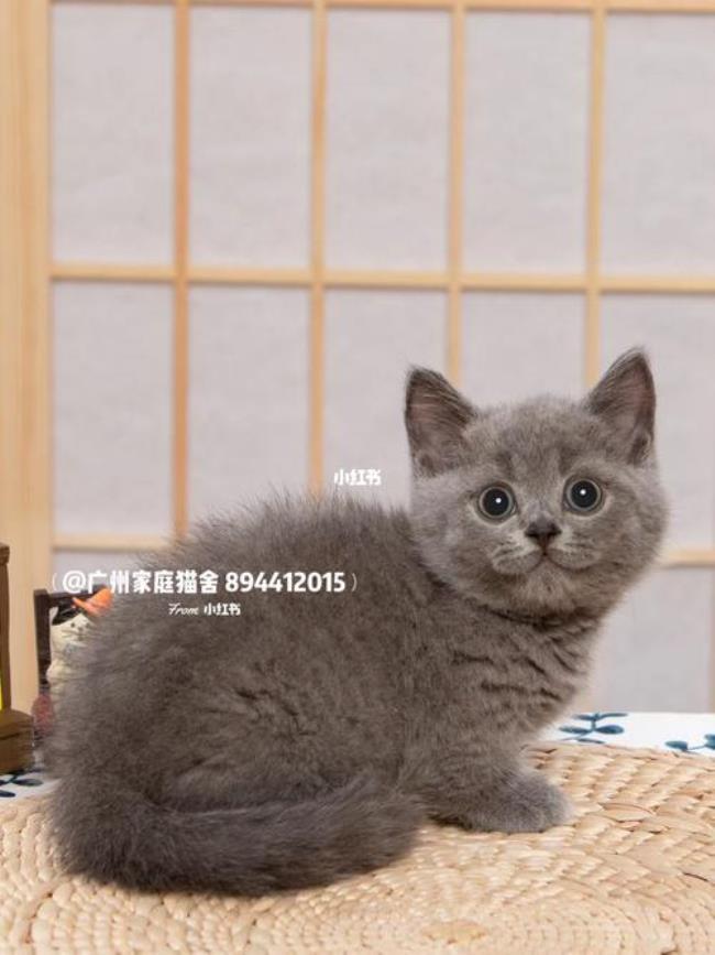 曼基康也是蓝猫吗