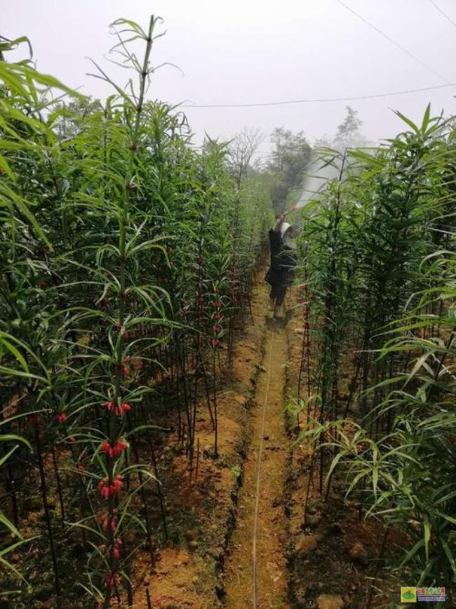 黄精种植多少年最好