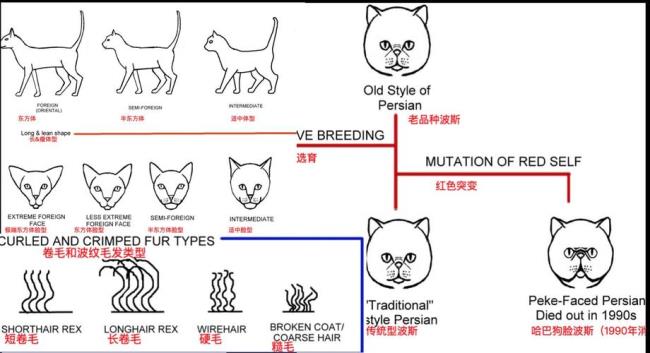 公猫的身体结构图