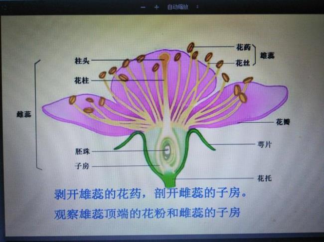 百合的雄蕊和雌蕊分别有多少个