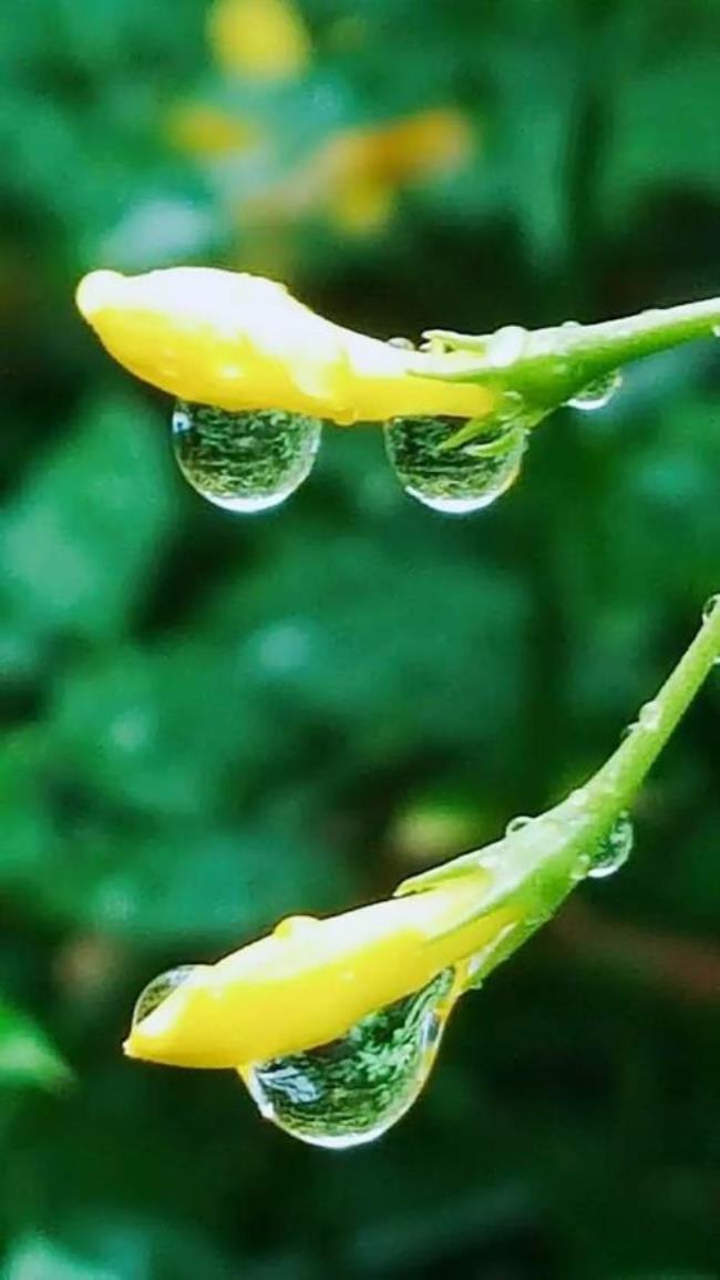 春雨会唤醒什么仿写一句