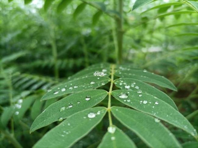 雨后初晴最值得买哪款