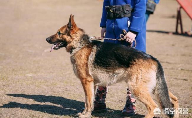 德国黑背幼犬是翻耳的吗