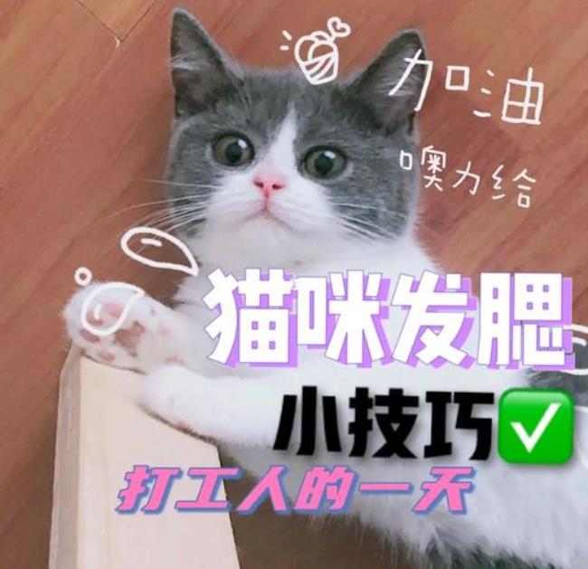 龙猫怎么发腮