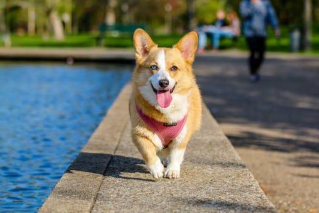 柯基犬最怕什么味道