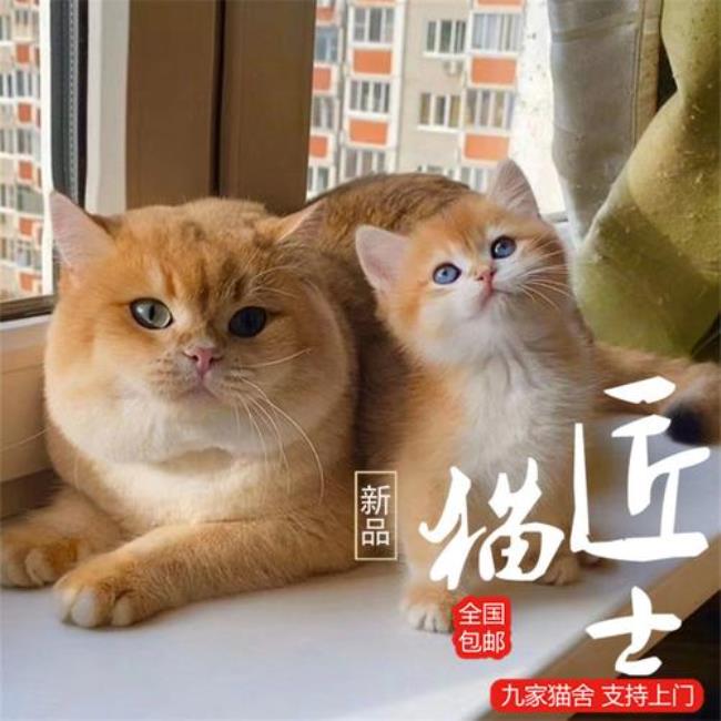 加菲猫和金渐层结合 生什么