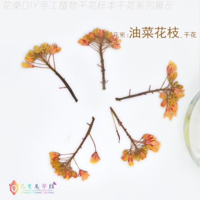 花的植物标本怎么做