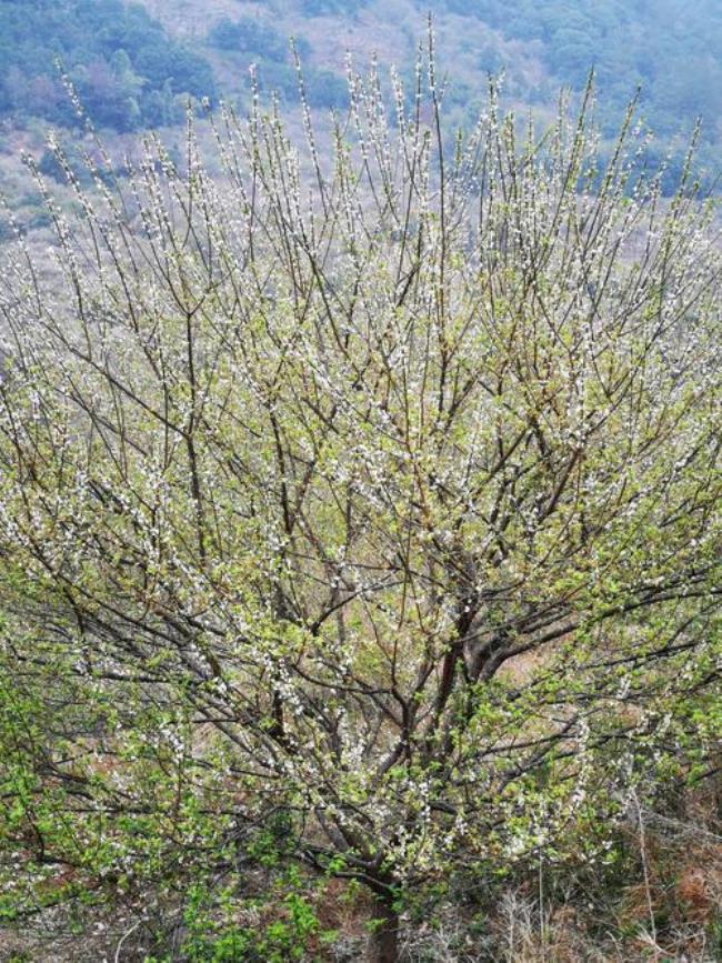 梅林是什么植物