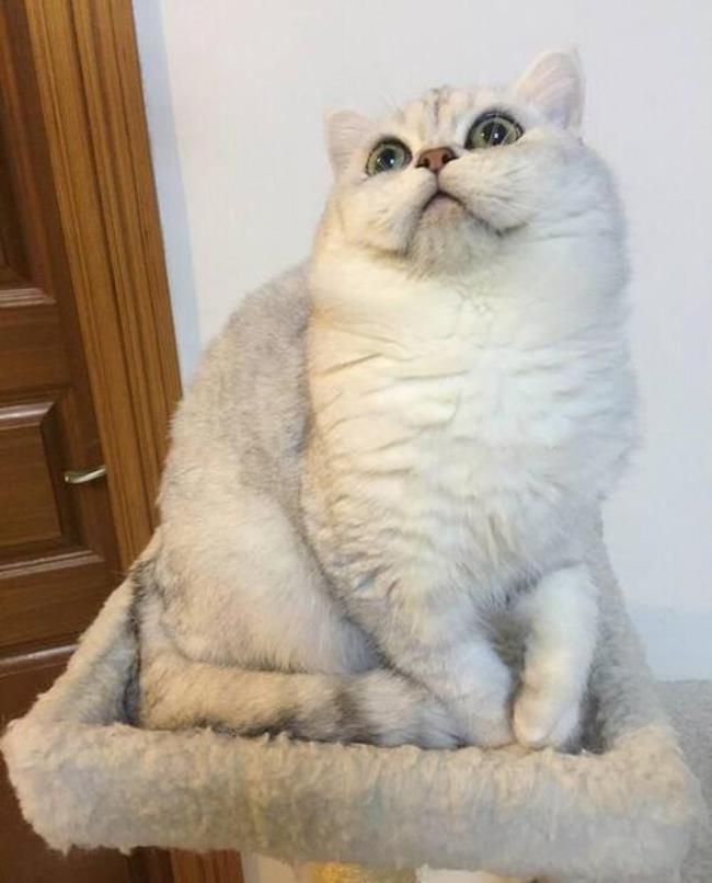 银姬小猫是英国宠物猫吗