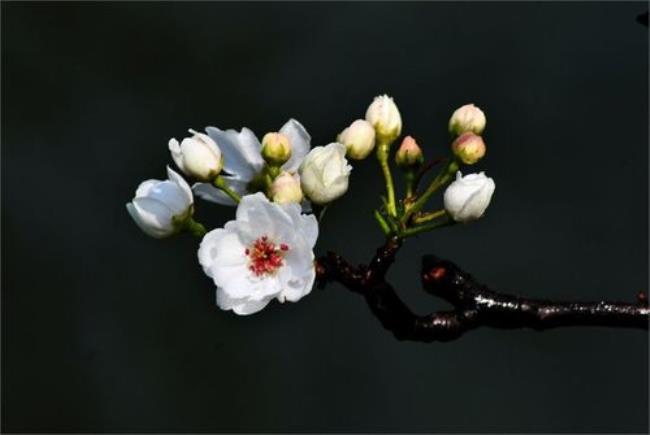 梨花的花瓣像什么