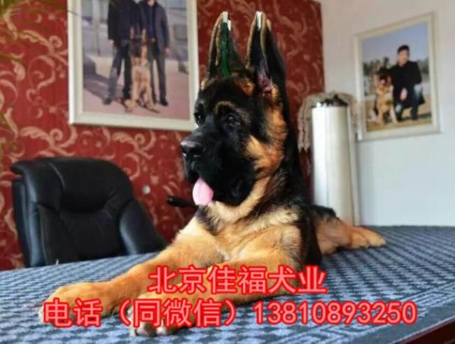 纯种德牧犬小犬多少钱一只