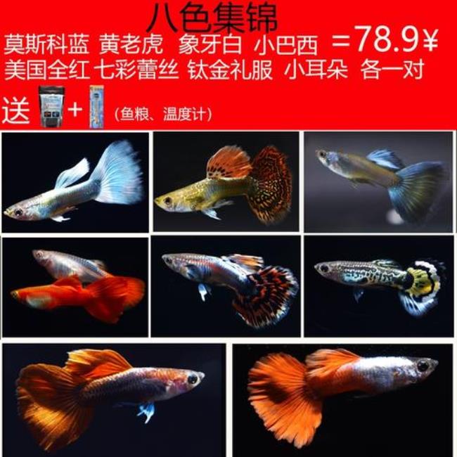 深海蓝贵族孔雀鱼是什么品种