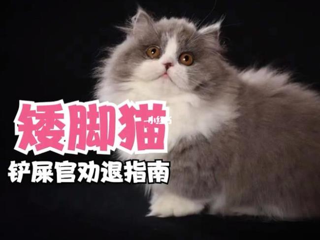 两个长腿猫能生出矮脚猫么