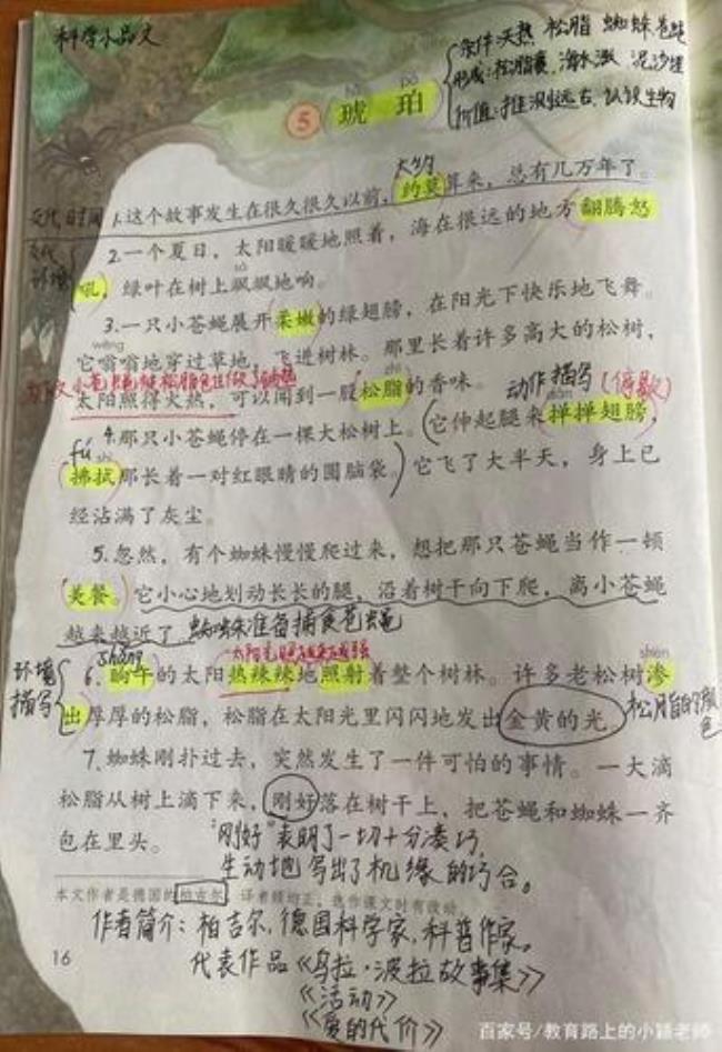 琥珀这篇课文怎么导入