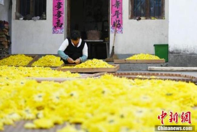 菊花茶什么时候采摘