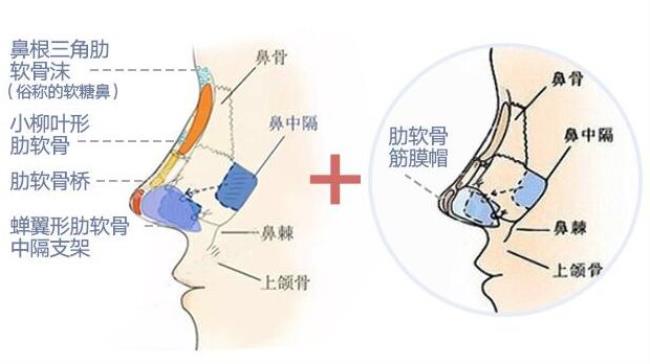 鼻的特点