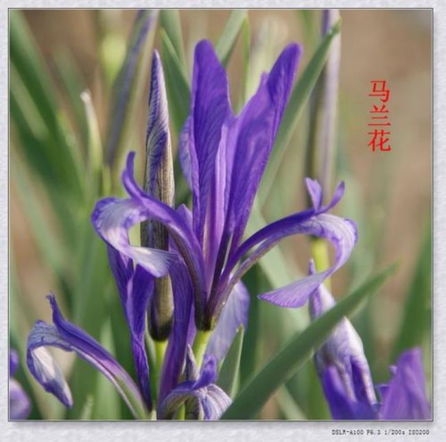 马兰花和小雏菊怎么区别