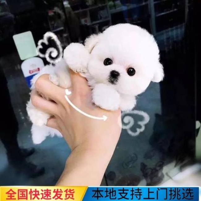 小型比熊犬属于茶杯犬吗