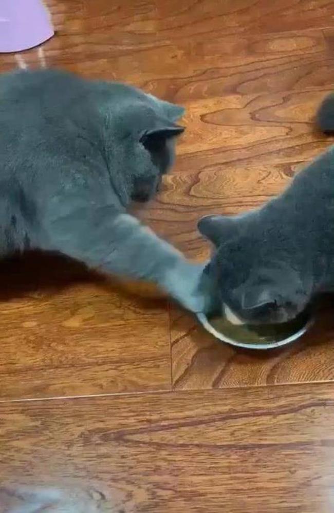 新手养猫怎么喂水喂饭