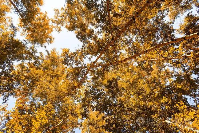 10月份黄颜色的树叶是什么树