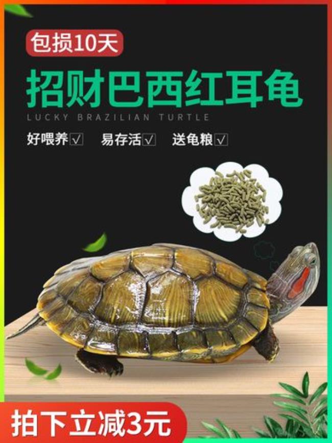 巴西龟有耳朵吗长哪