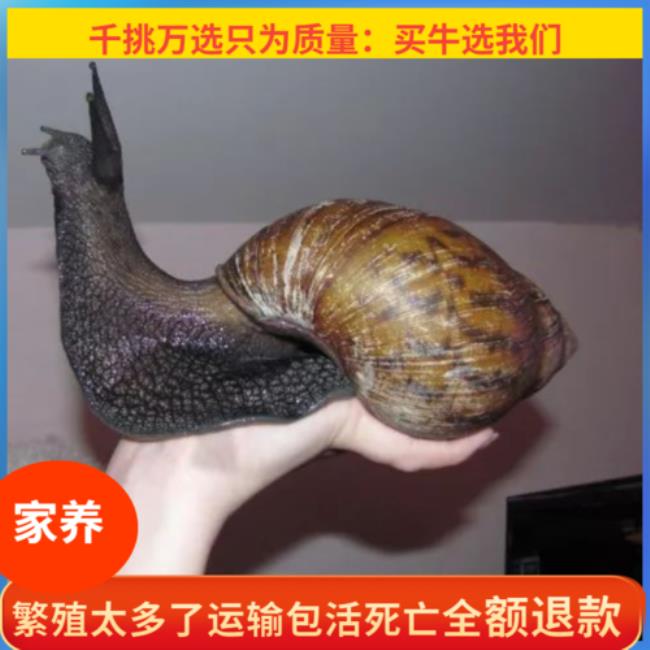 非洲大蜗牛养殖效益