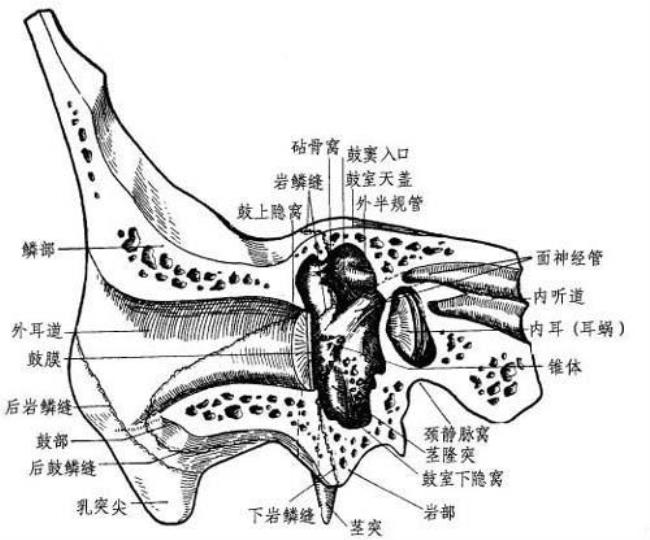 简述双耳和单耳是如何定义的