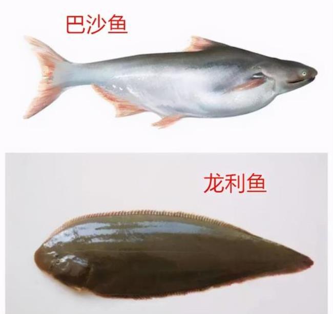 小红鱼是海鱼还是淡水鱼