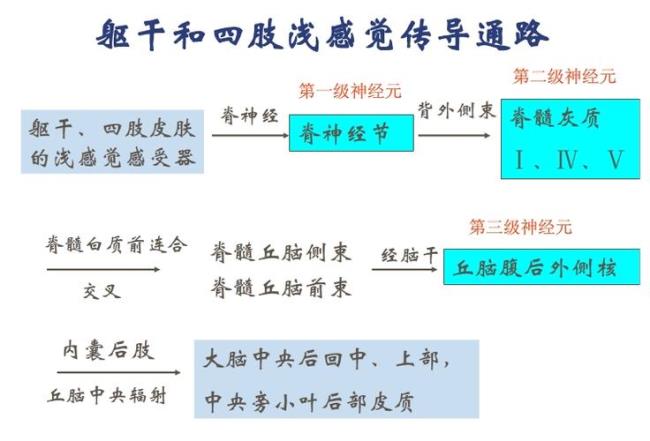 两种运动传导通路的区别与联系