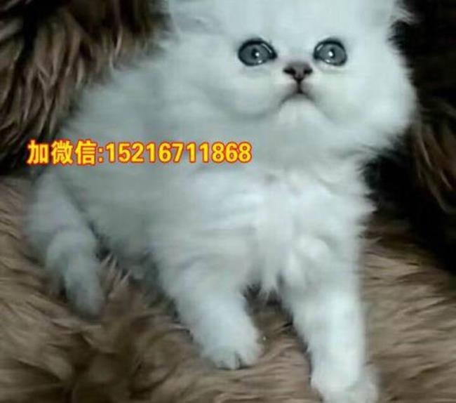 三个月小猫怎么运动