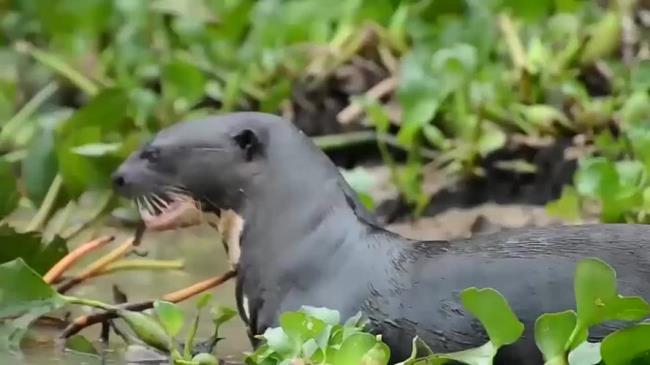 水獭和鳄鱼谁厉害