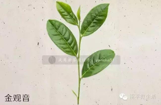 204是什么品种的茶