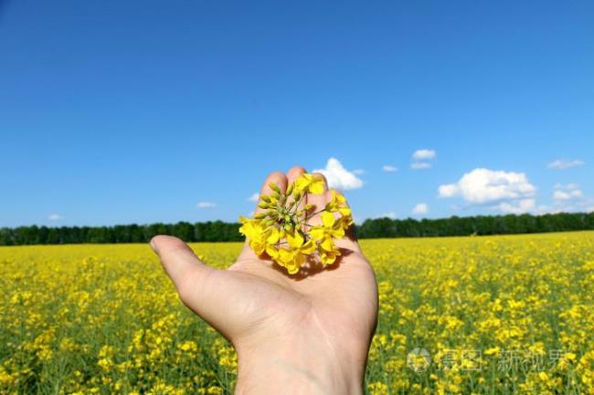 一个男人给你发一朵花怎么回复