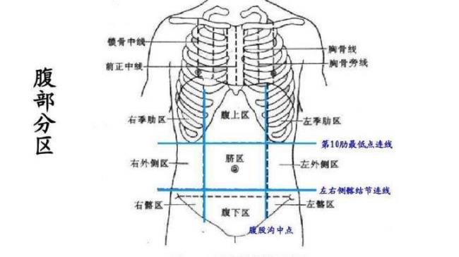 肚子右边是什么器官