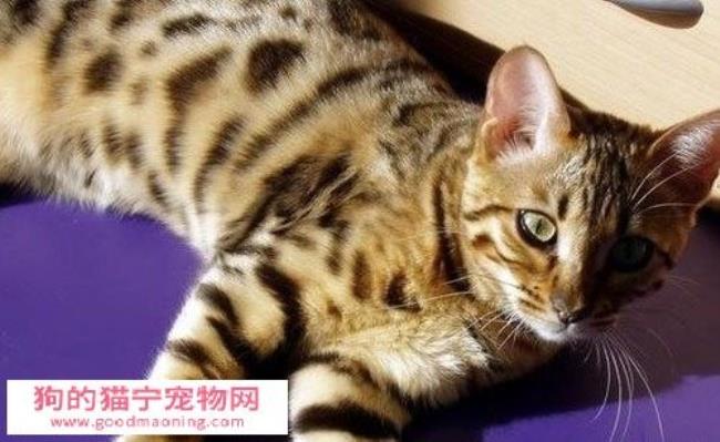 埃及猫叫什么