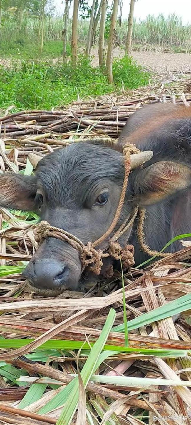 水牛可以吃豆腐渣吗