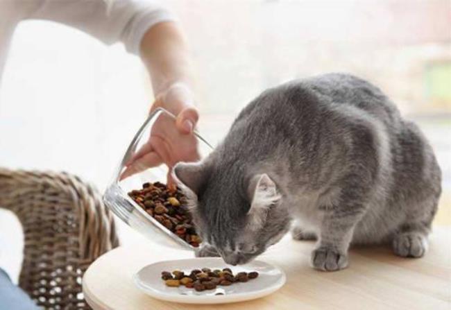 猫咪厌食了怎么办